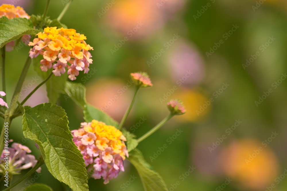 オレンジの花 オレンジの花