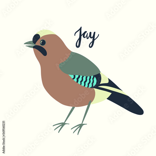 Vector image of a jay