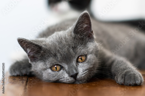 Portrait of cute blue british short hair kitten. Selective focus.