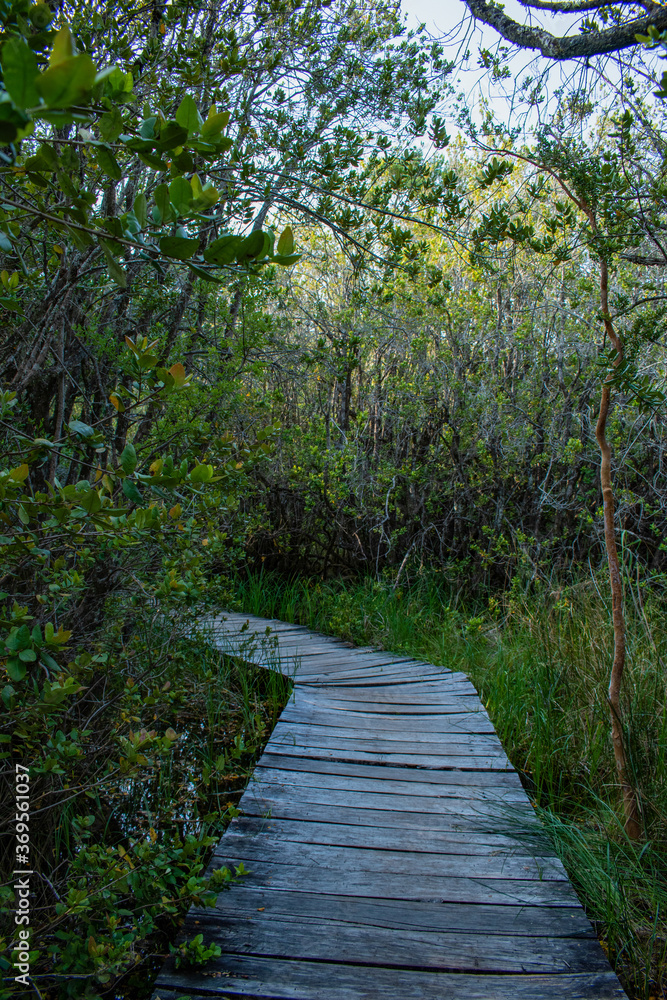 Fototapeta premium boardwalk in the forest