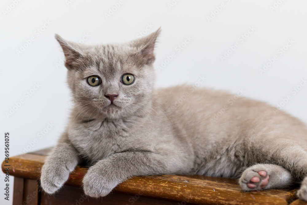 Portrait of cute lilac british short hair kitten with blue eyes. Selective  focus.