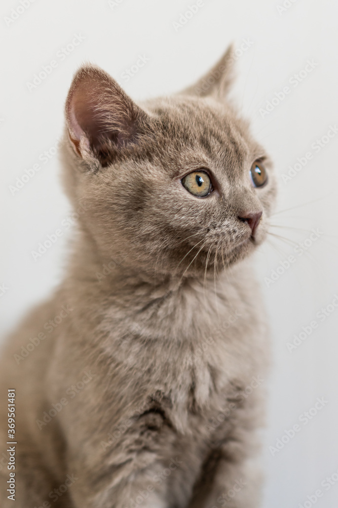 Portrait of cute lilac british short hair kitten with blue eyes. Selective  focus.