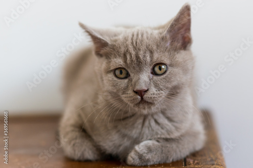 Portrait of cute lilac british short hair kitten with blue eyes. Selective focus.