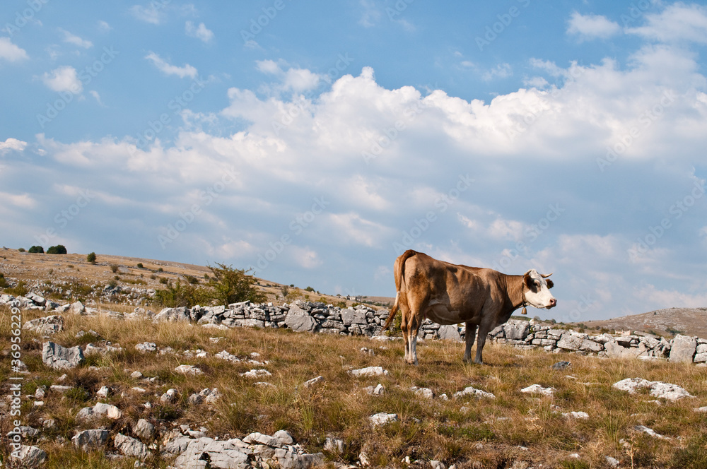 Cow in Karst  - geologic formation, landscape in Western Bosnia and Herzegovina
