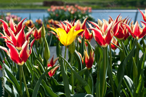 Принти на полотні Tulip 'Queen of Sheba', Yellow tulip odd one out