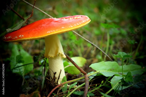 Cuadro en lienzo Amanita muscaria