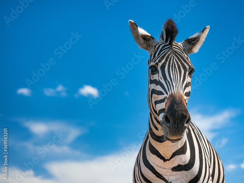 portrait of zebra and sky on background 