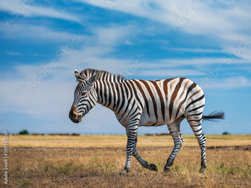 isolated zebra in savanna under blue sky © sergejson