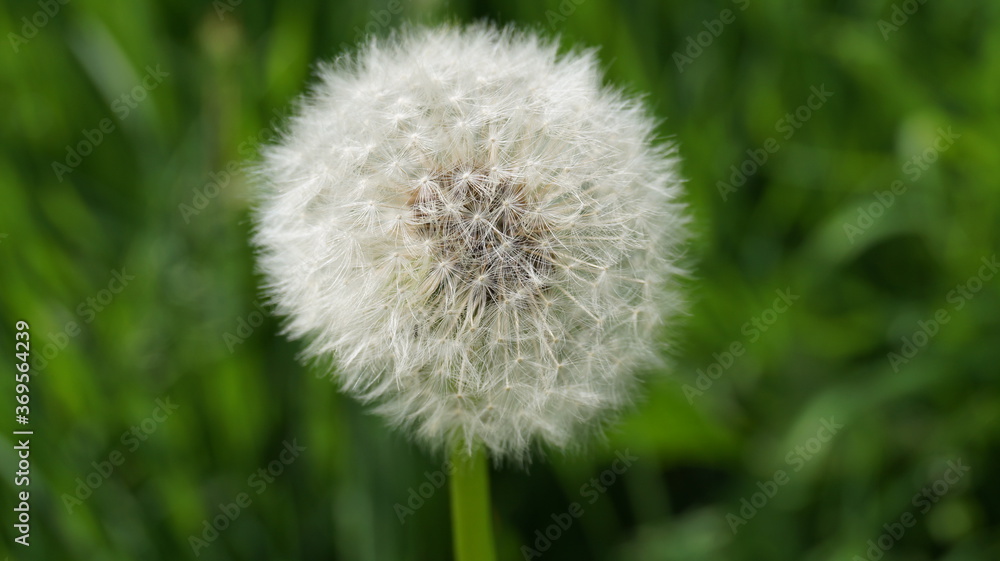 dandelion dandelion