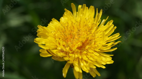 dandelion