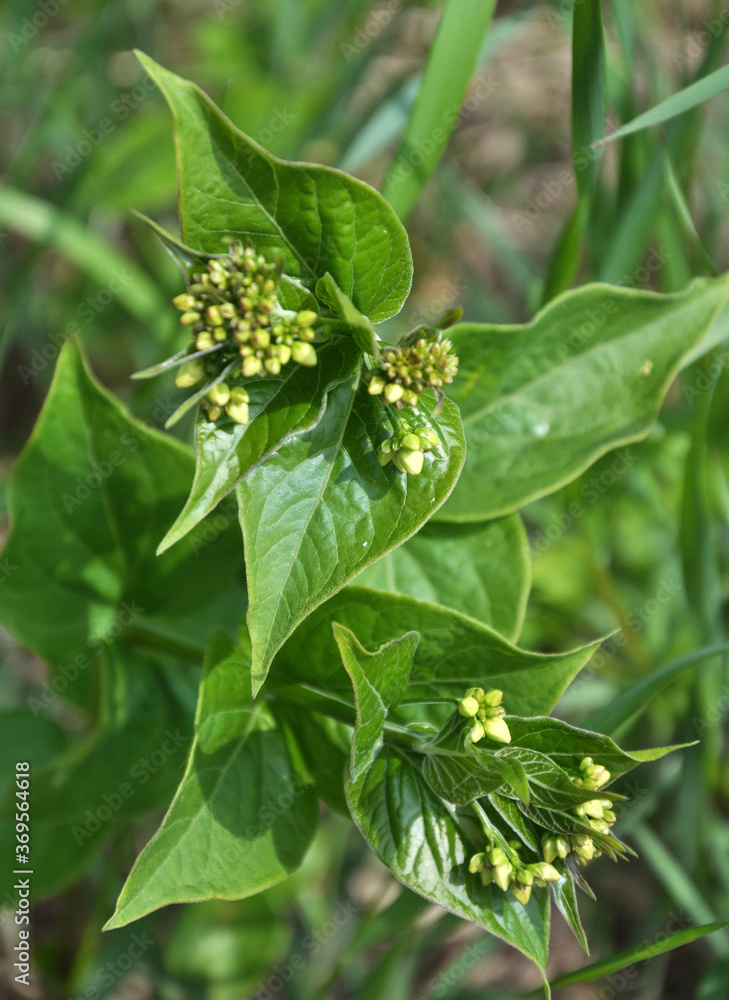 Fototapeta premium In spring, Vincetoxicum hirundinaria blooms in the forest
