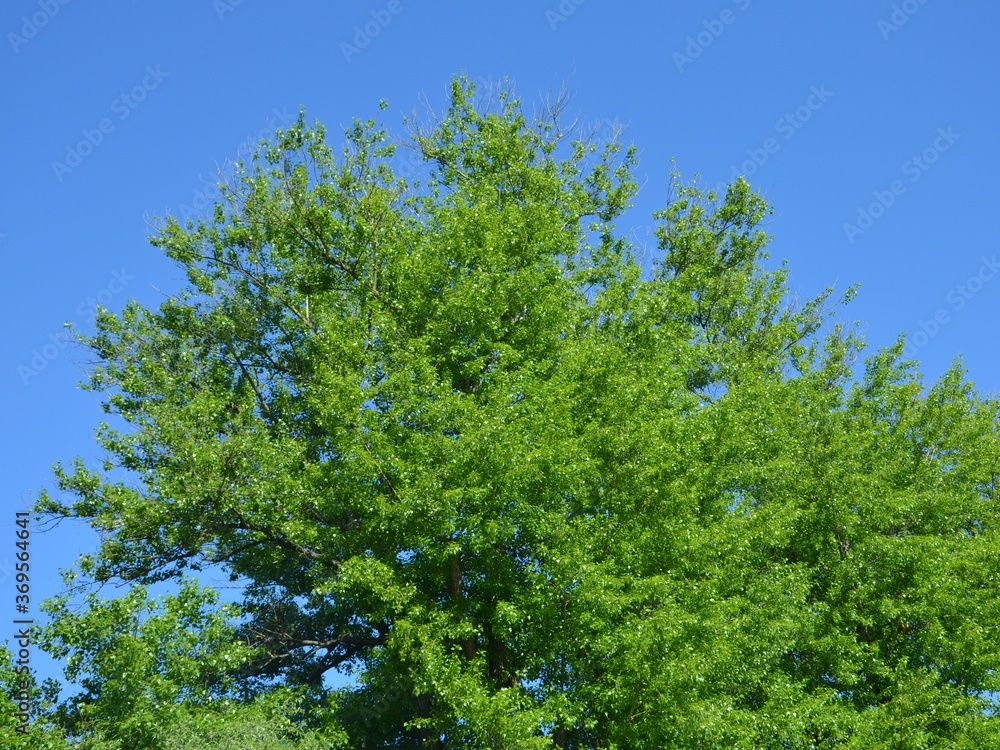 green trees against blue sky green trees against blue sky