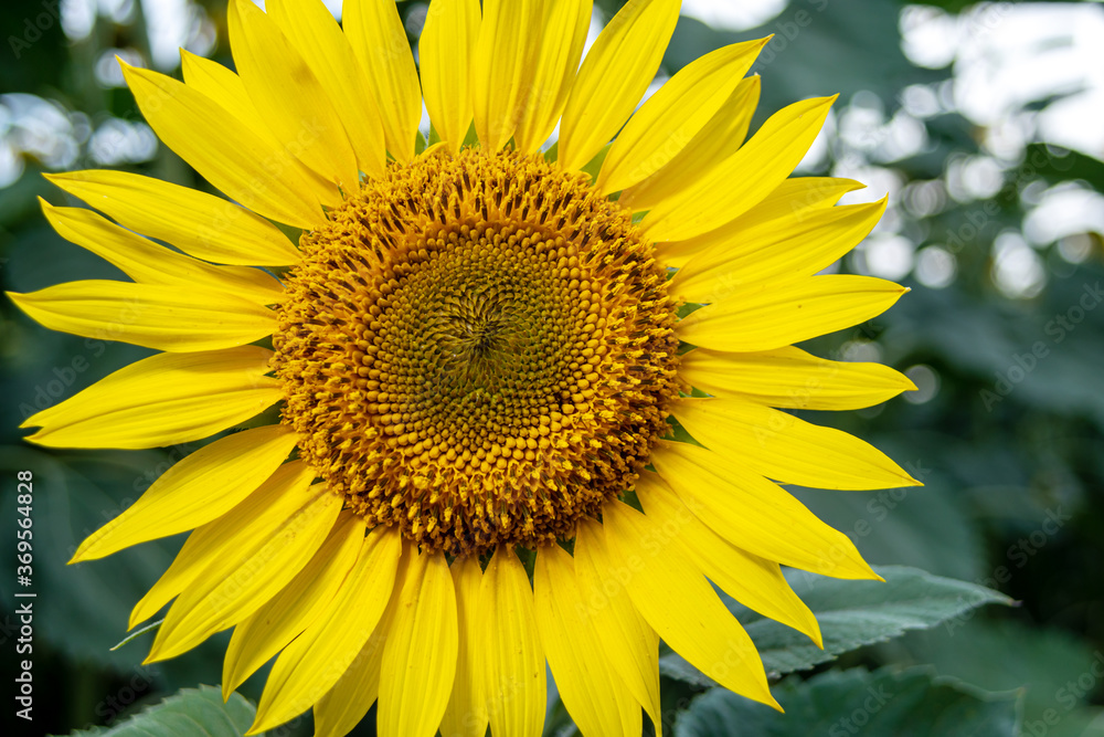 Sunflower with Green Bud Sunflower Blossom - Healthy lifestyles and ecology concept