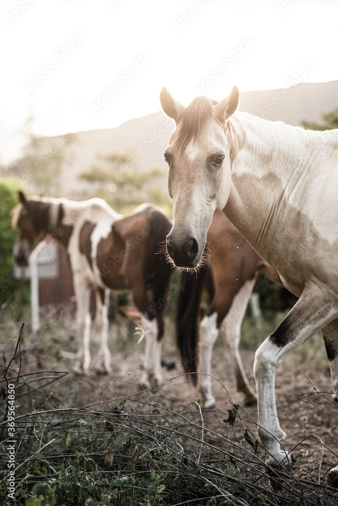 Caballos de acienda