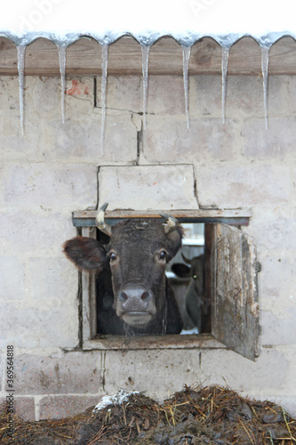 cow looking out from window of shed on brick wall