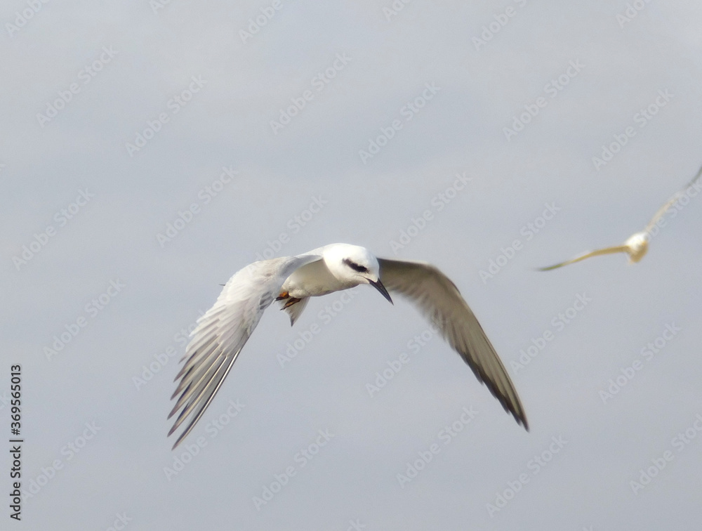 seagull in flight seagull in flight