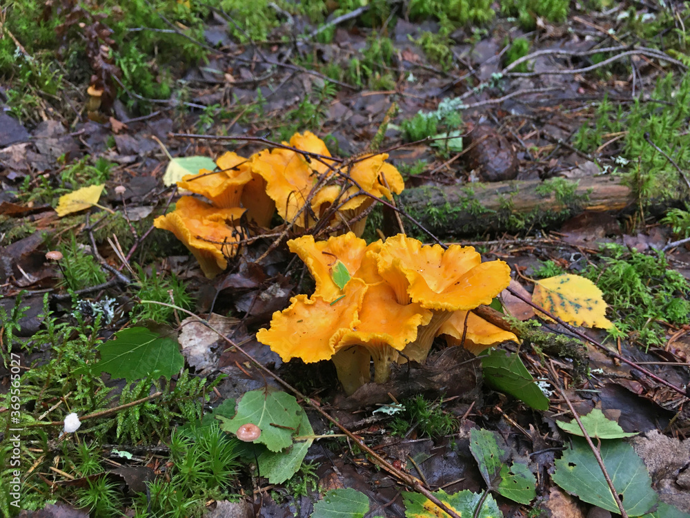 Golden Chanterelle in The Forest Mushroom Species of Fungi Cantharellus Cibarius Golden Chanterelle in The Forest Mushroom Species of Fungi Cantharellus Cibarius