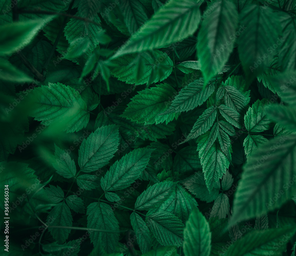 Closeup view of green leaves background in dark forest - obrazy, fototapety, plakaty 
