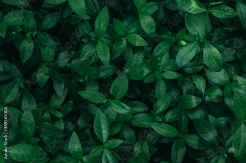 Natural dark green bush leaves background © mykolastock