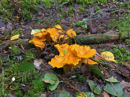 Golden Chanterelle in The Forest Mushroom Species of Fungi Cantharellus Cibarius photo