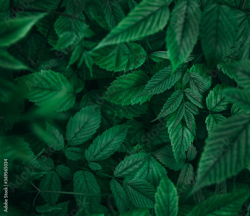 Closeup view of green leaves background in dark forest © mykolastock