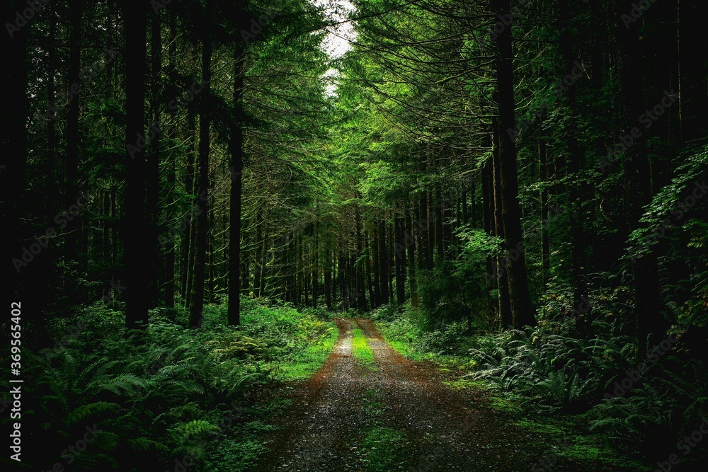 Obraz premium path in the forest