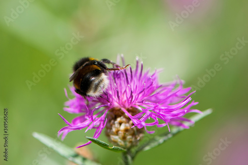  bumblebee on pink flower back view close-up © Oleksandr Filatov