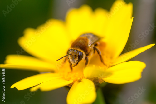 Eastern cucurbit bee or Long horned bee (Peponapis pruinosa) collecting nectar from a flower.