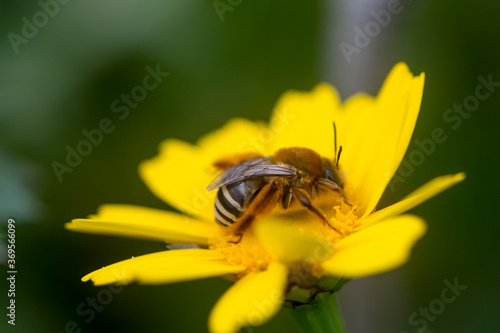 Eastern cucurbit bee or Long horned bee (Peponapis pruinosa) collecting nectar from a flower.