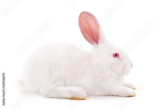One white rabbit. © ANASTASIIA