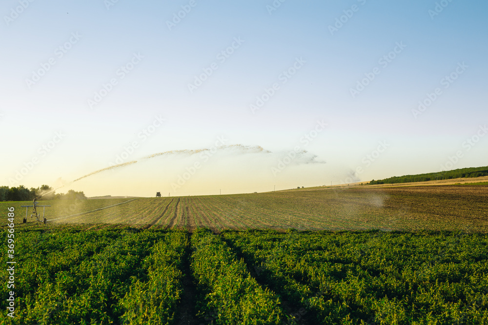 Field irrigated a pivot sprinkler system at sunny day. Plant irrigation technology. Agriculture development concept.	