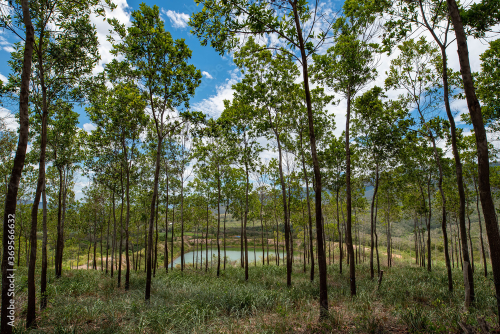 Fototapeta premium Bosque maderable