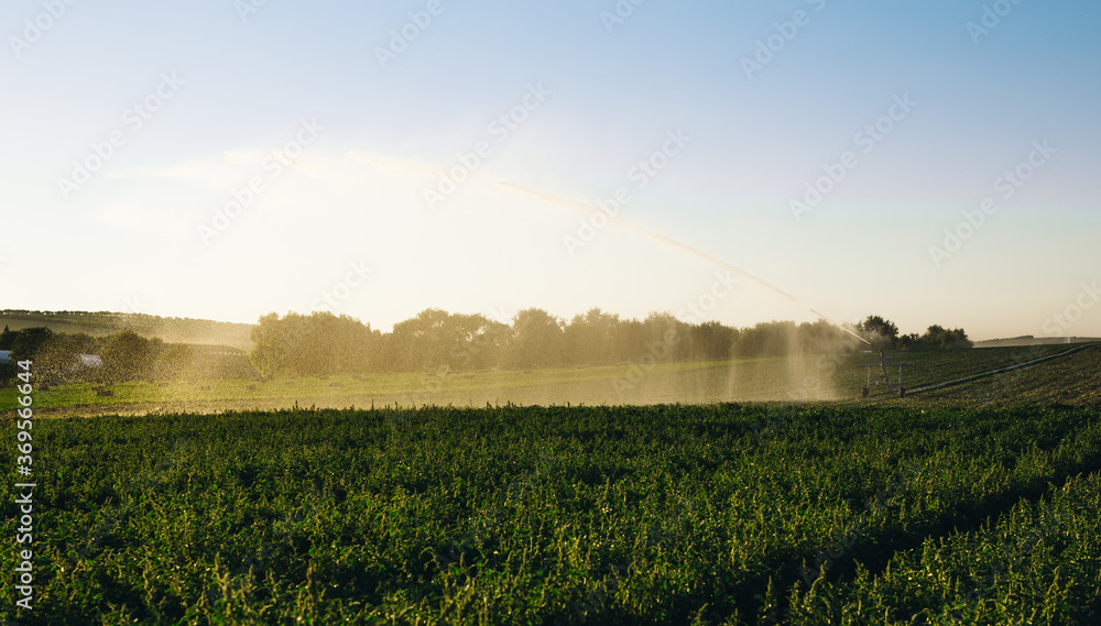 Field irrigated a pivot sprinkler system at sunny day. Plant irrigation technology. Agriculture development concept.	