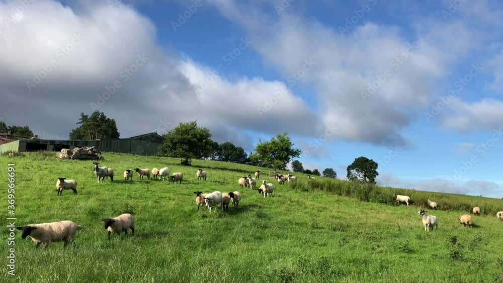 Sheep in the field in summer, North Yorkshire, United Kingdom Sheep in the field in summer, North Yorkshire, United Kingdom