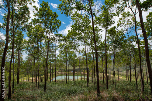 Bosque maderable © francisco