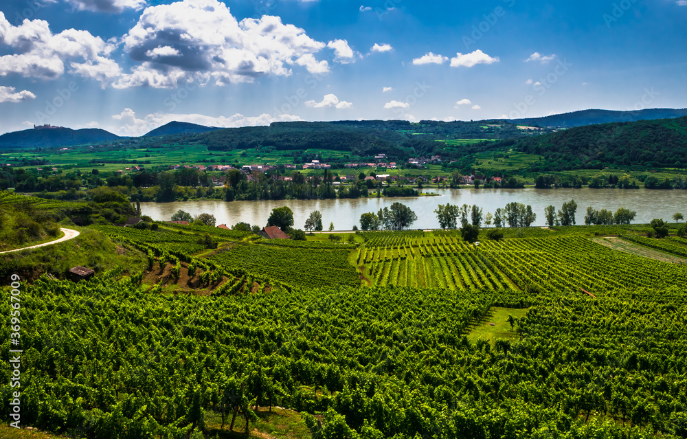 Rural Landscape With Vineyards At The River Danube in Wachau Valley In Austria