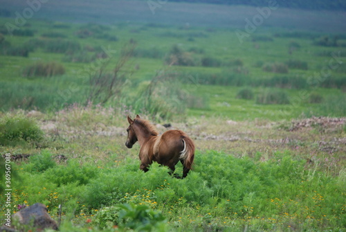 horse in the field