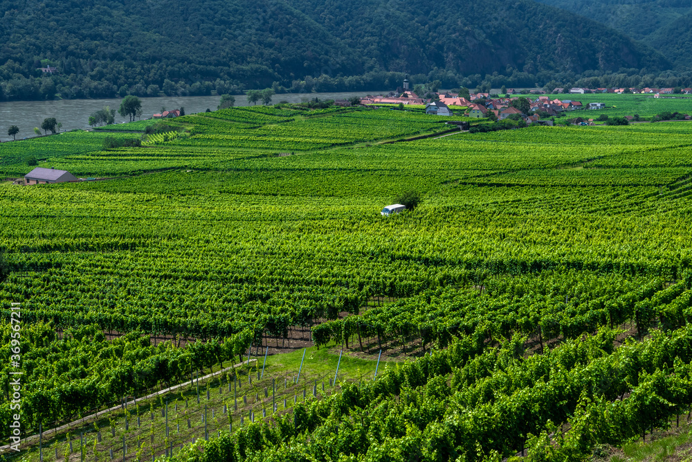 Vineyards And Settlement Beneath River Danube In Wachau Valley In Austria