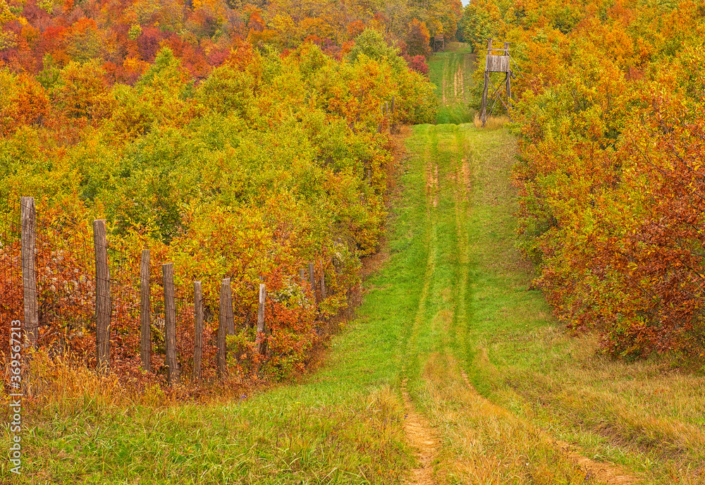 Naklejka premium Pathway in the forest at autumn