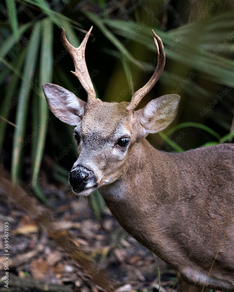 Fototapeta premium Deer Stock Photos. Deer Florida Key Deer male head close-up view displaying antlers, head, ears, eyes, nose, in its environment and habitat with a blur background.