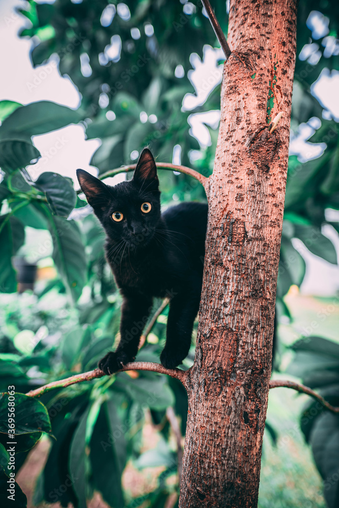 Obraz premium Gato de mi casa