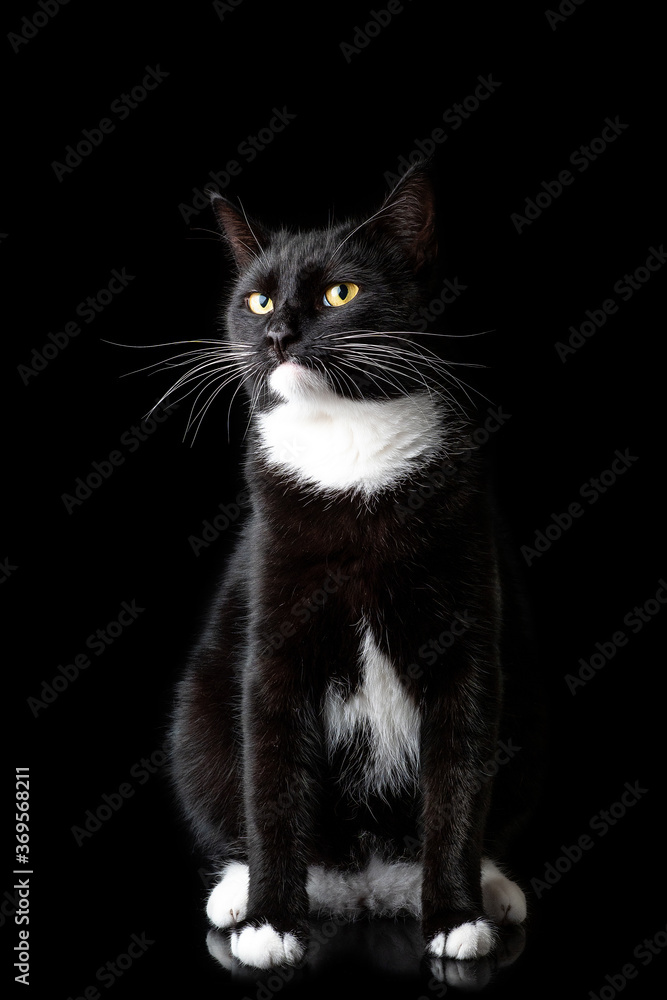 Black young cat, photographed in the Studio on a black background. Closeup portrait. Different emotions