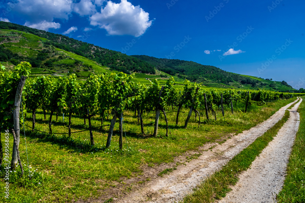 Gravel Road Beneath Vineyard And Terraces In Wachau Danube Valley In Austria