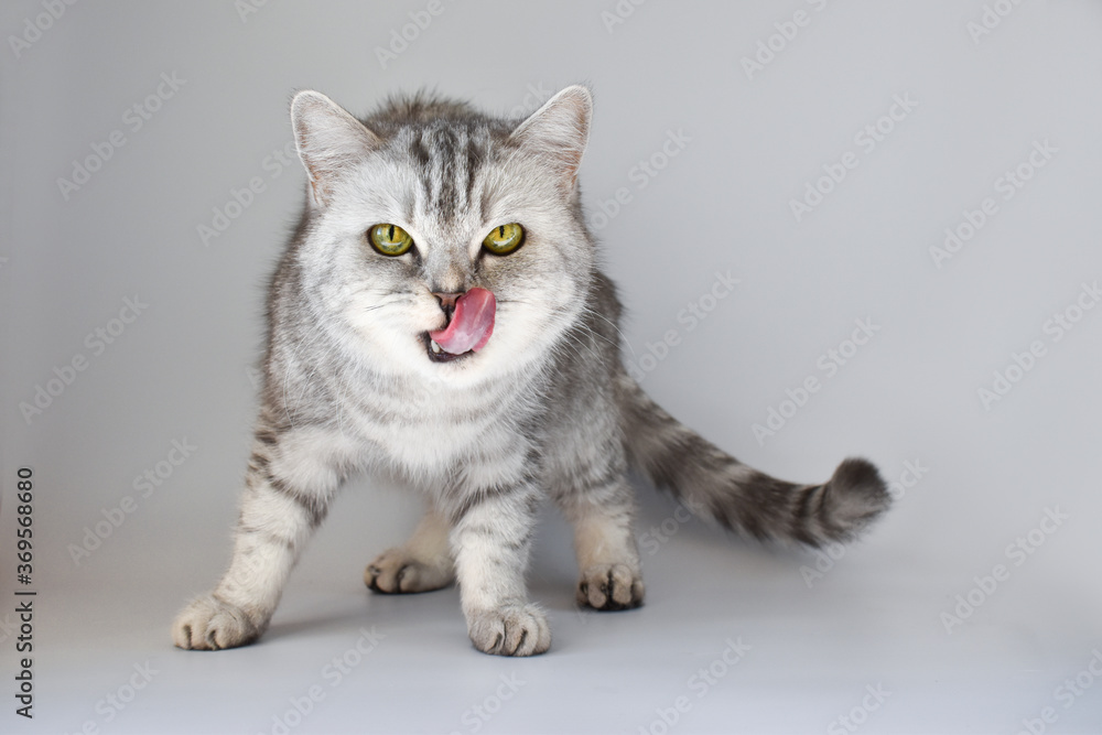 A Scottish cat with its tongue out looks into the frame isolated on white