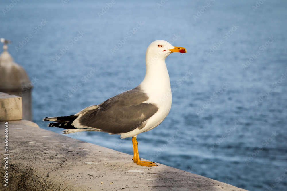 Portrait, Nahaufnahme einer Möwe auf einer Brüstung. Portrait, Nahaufnahme einer Möwe auf einer Brüstung.