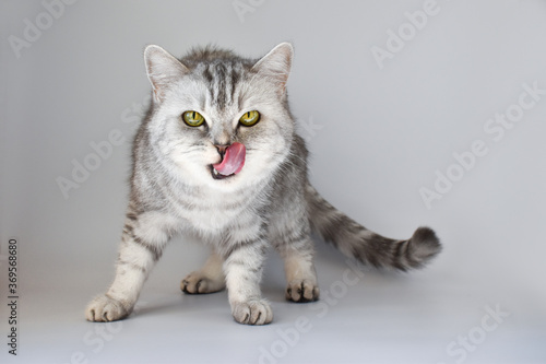 A Scottish cat with its tongue out looks into the frame isolated on white © Irina Lesovaia