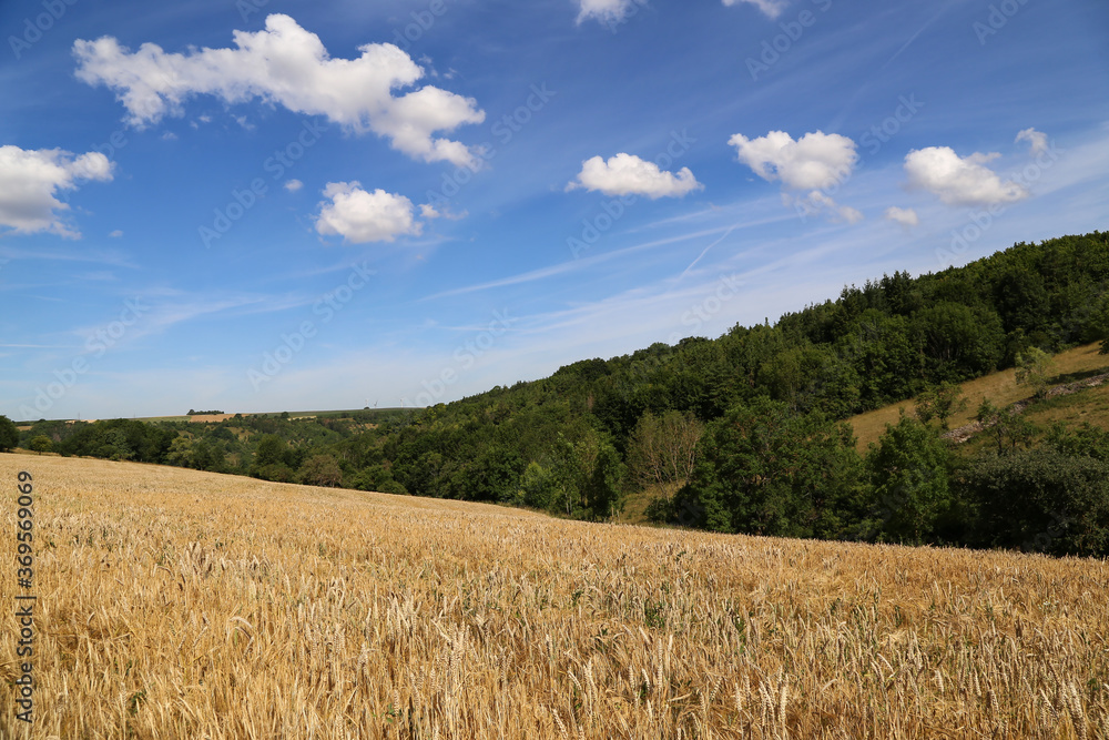 Summer landscape with wheat fields and blue sky