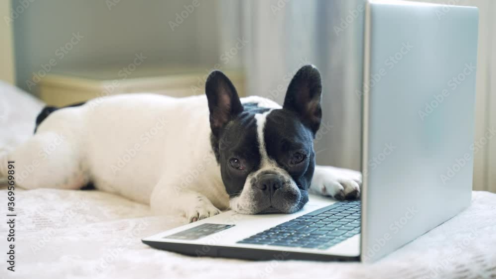Funny dog sitting on the bed and having fun sleeping on the laptop keyboard. A French bulldog pet lies on the couch and lookscomputer screen. Little dog puppy resting in the bedroom with a gadget 4K Funny dog sitting on the bed and having fun sleeping on the laptop keyboard. A French bulldog pet lies on the couch and lookscomputer screen. Little dog puppy resting in the bedroom with a gadget 4K