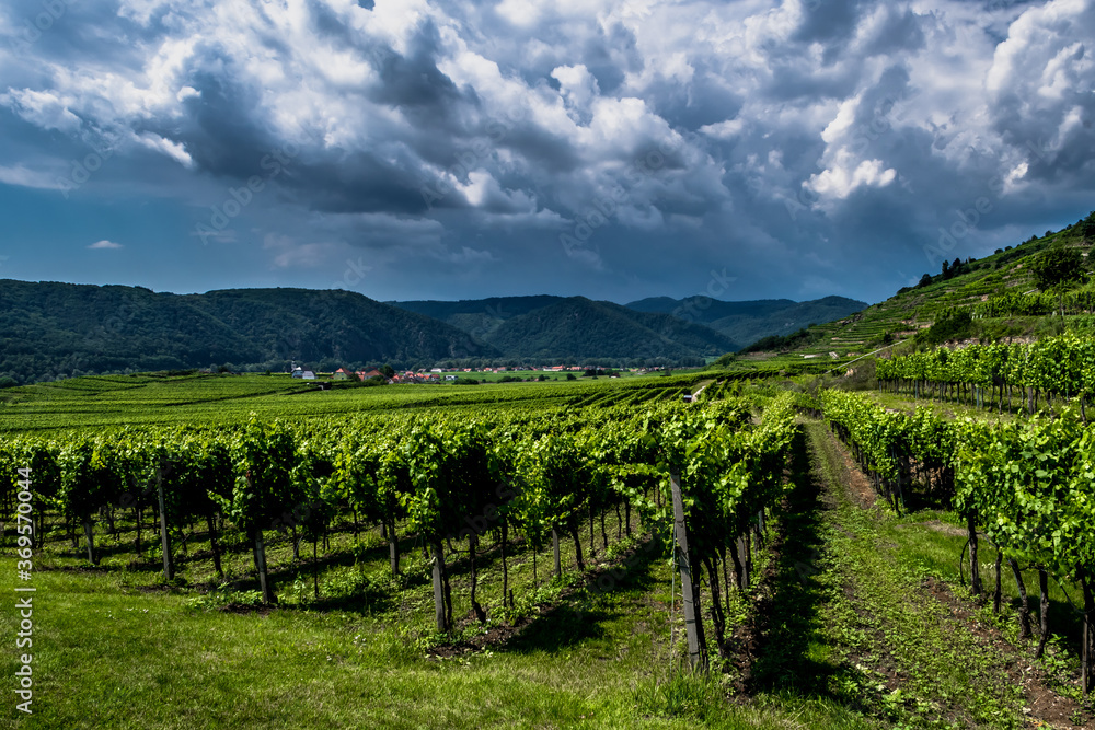 Heavy Thunderclouds Over Vineyards In Wachau Danube Valley In Austria