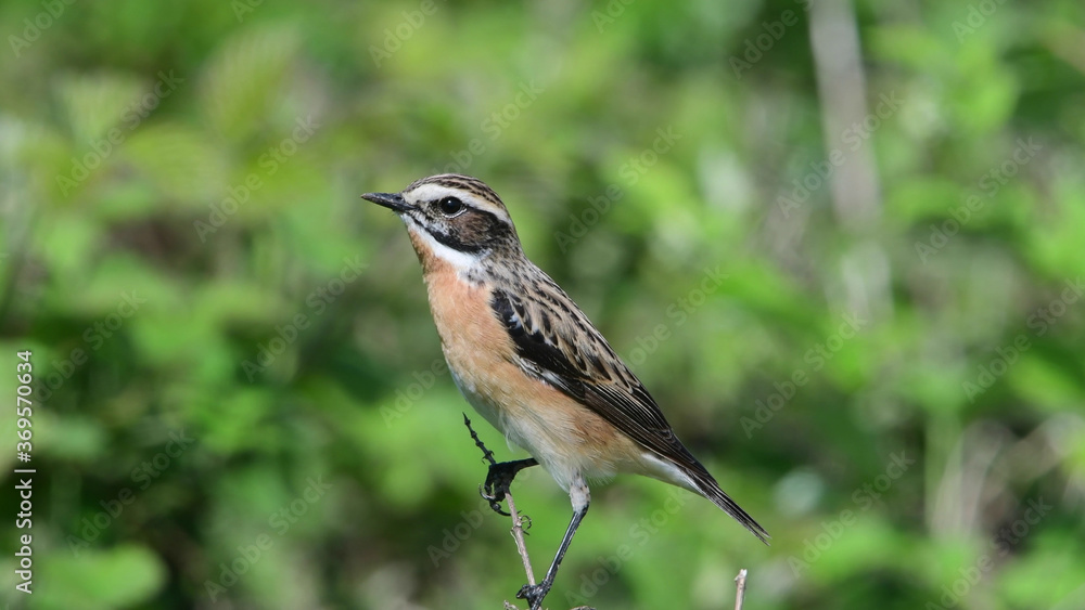 Fototapeta premium Braunkehlchen Männchen